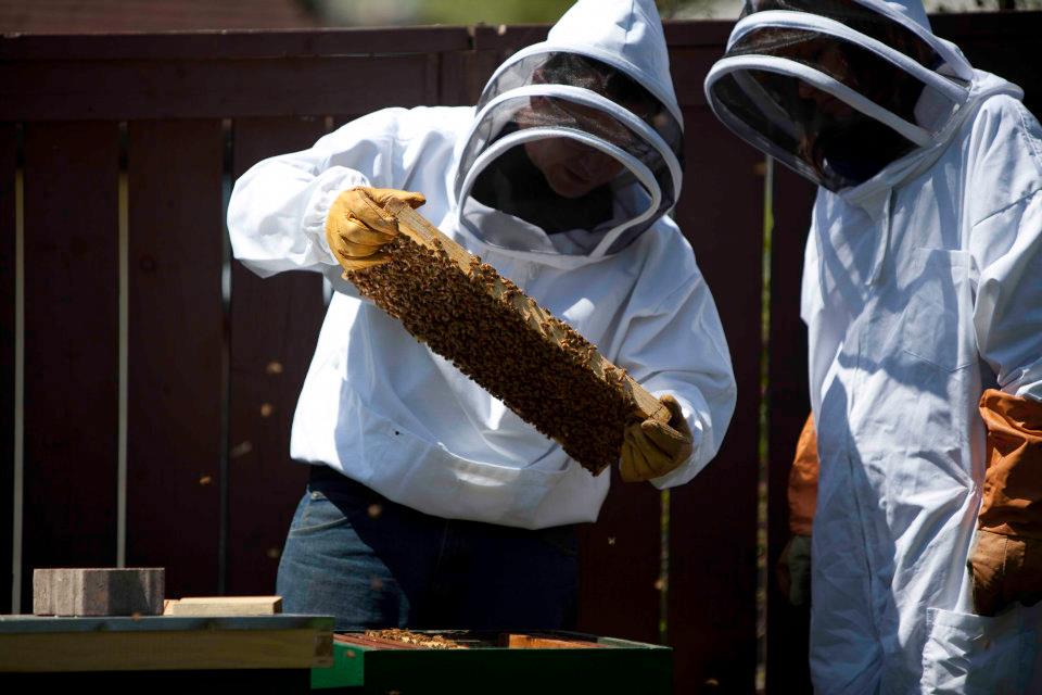 The Life and Care of Bees project image